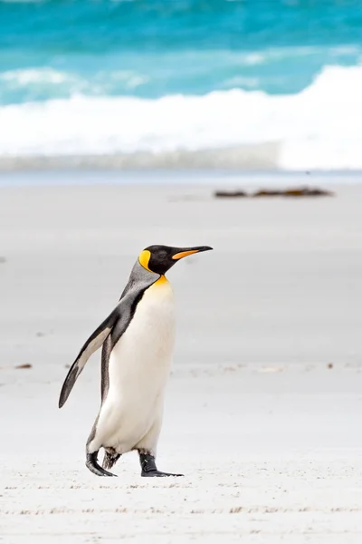 Rei Pinguim dar um passeio na praia na Geórgia do Sul — Fotografia de Stock