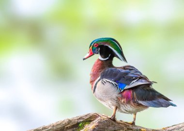 Male Wood duck by the lake on a log