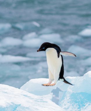 Adelie Penguen Antarktika 'da uçmayı öğreniyor