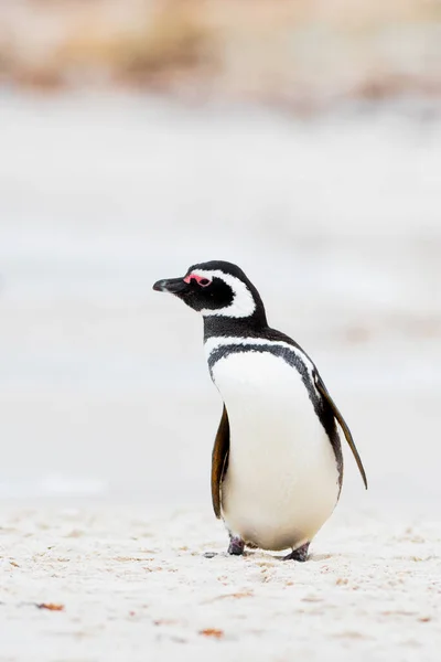 Gentoo Penguin caminando por la playa. Playa Berthas. Islas Malvinas. — Foto de Stock