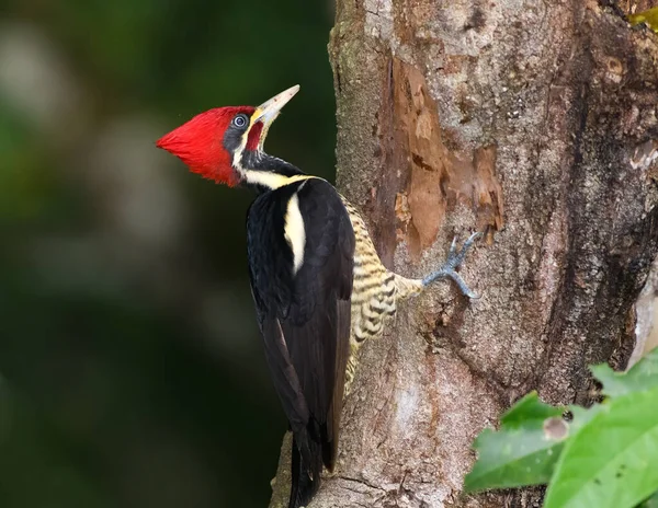 Male lineated woodpecker in Tikal Guatemala destroying a tree — 스톡 사진