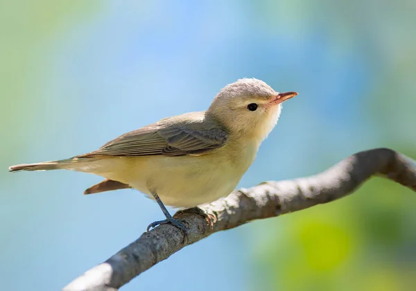Erkek bir Warbling Vireo ladin ağacından şarkı söylüyor.