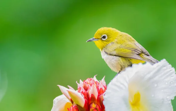 Japonês Olho branco empoleirado em uma flor — Fotografia de Stock