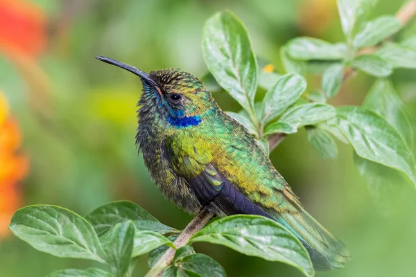 Mexicano Violetear Hummingbirds empoleirados em uma árvore — Fotografia de Stock