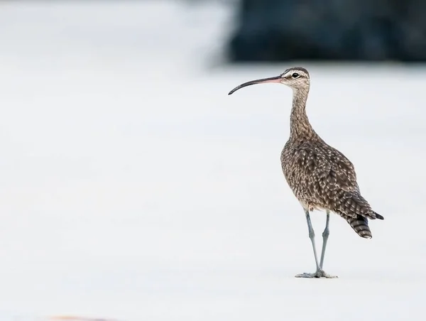 Whimbrel sahilde geziniyor.