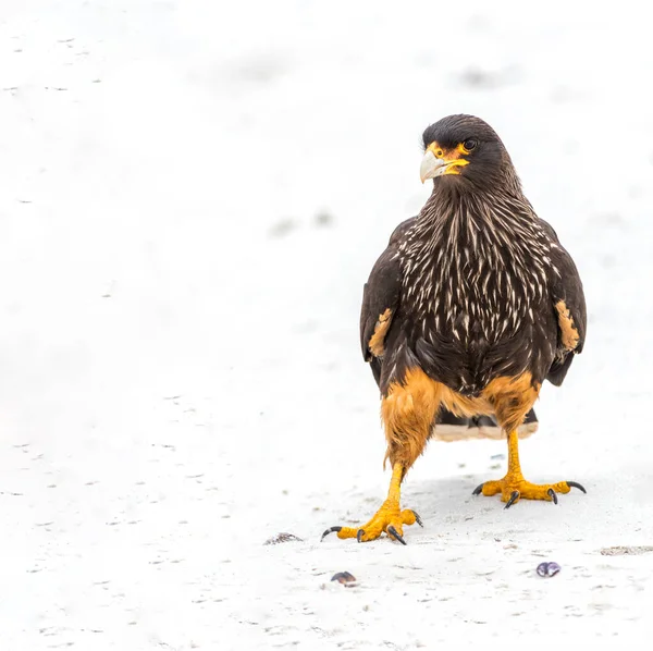 Striato Caracara in cerca di uno spuntino pomeridiano — Foto Stock