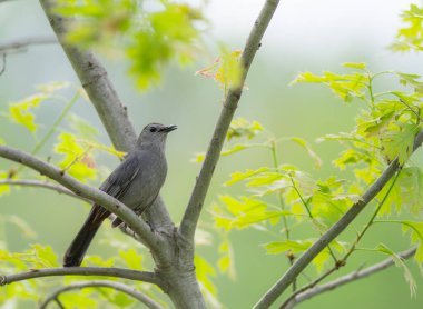 Gray Catbird Kuzey Amerika 'daki yüksek tüneğinden şarkı söylüyor