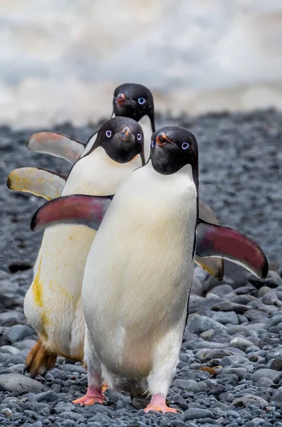 Train Manchots Adelie Antarctique — Photo