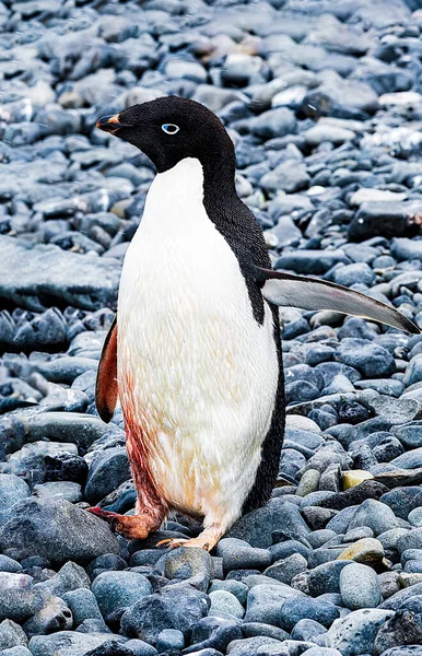 Adelie pengueni yaralı ve kanaması var ve yardıma ihtiyacı var