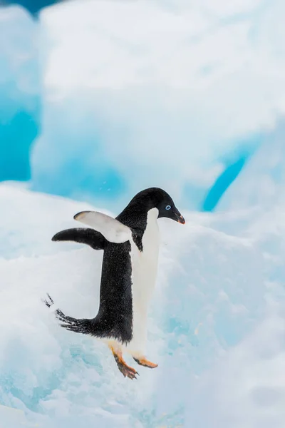 南極の氷の上でペンギンを喜ばせる — ストック写真