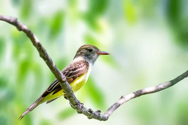 Grande Crested Flycatcher appollaiato su un ramo — Foto Stock