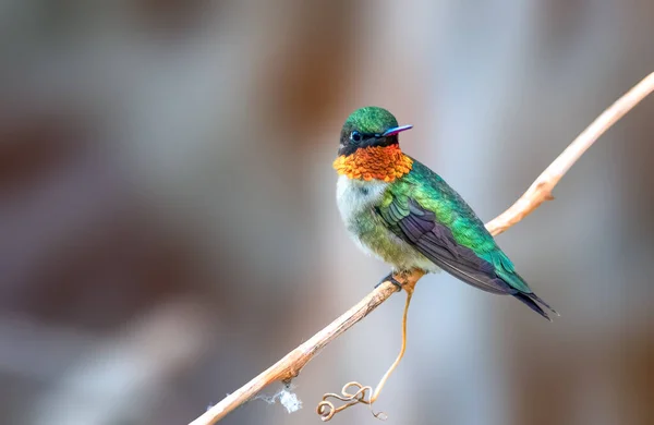 Ruby Throated Hummingbird Olivgröna Fåglar Med Framträdande Vit Eyering Och — Stockfoto