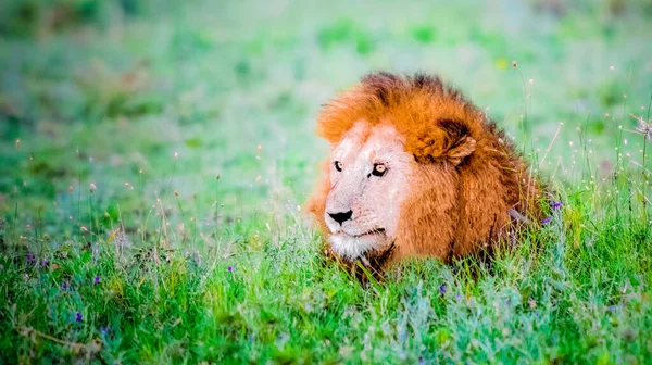 Portrait Lion Romeo Enjoying First Rays Sun Kenya — Foto de Stock