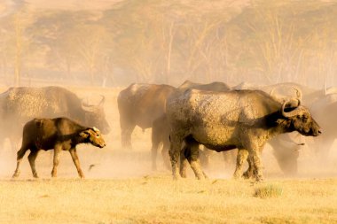 Cape Buffalo Stampede