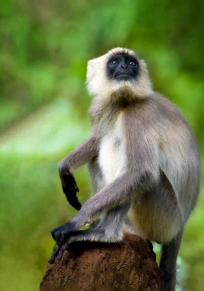 Svartfotad grå langur — Stockfoto