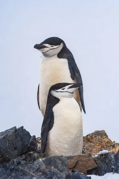 Pareja de pingüinos con correa de barbilla en una tormenta de nieve en la Antártida — Foto de Stock