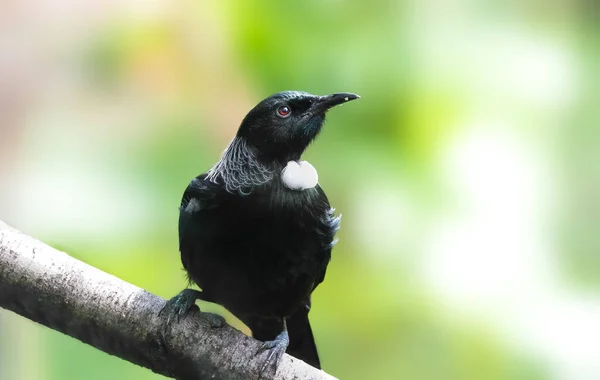 Tui ist ein übermütiger mittelgroßer Vogel aus Neuseeland — Stockfoto