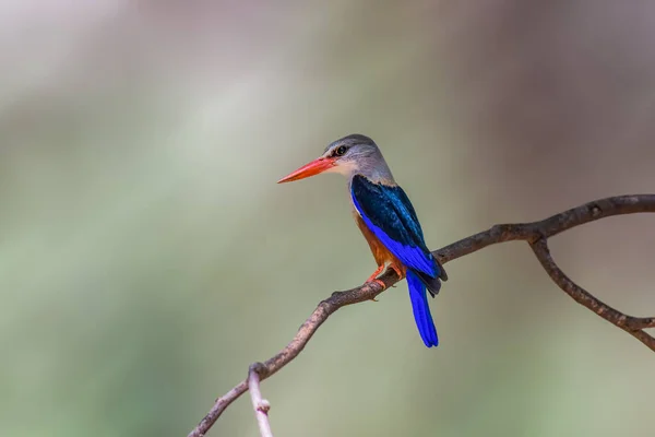 gri başlı kingfisher