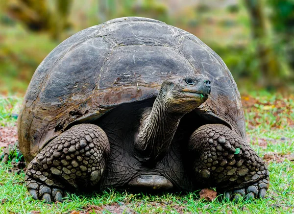 Galapagos Kaplumbağası Galapagos, Ekvador 'da yiyecek arıyor.