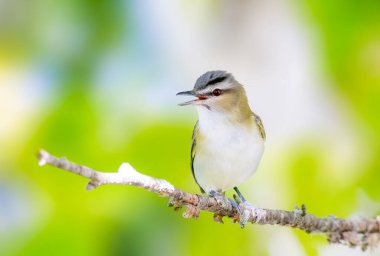 Kırmızı Gözlü Vireo ölü bir çubuğa tünemişti.