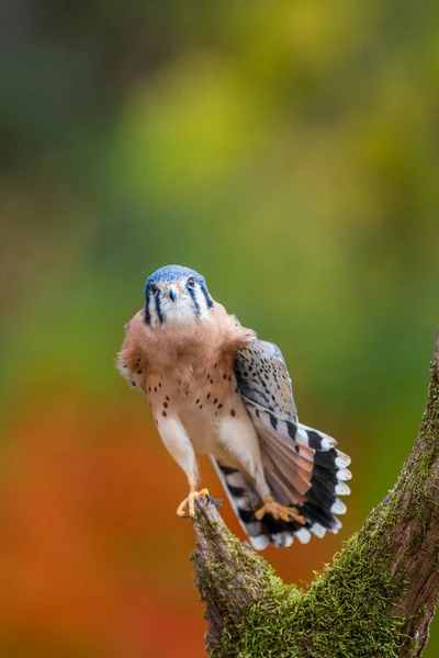 American Kestrel Doing Leg Stand Dead Tree Trunk Fall — Stock Photo, Image