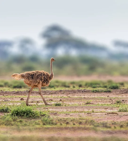 Ostrich Strutting Savannas Africa — стокове фото