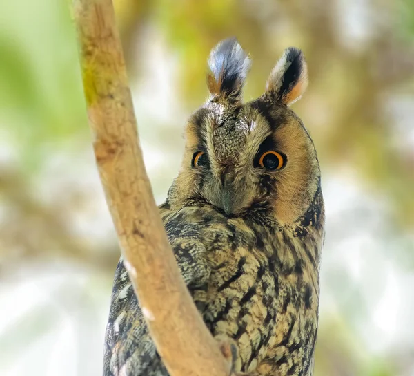 Long Eared Owl Perched Branch Forest Jordan — Stock Photo, Image