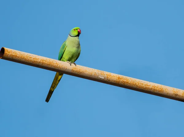 Rose Ringed Parakeet Perched Pipe Athens Greece — стоковое фото