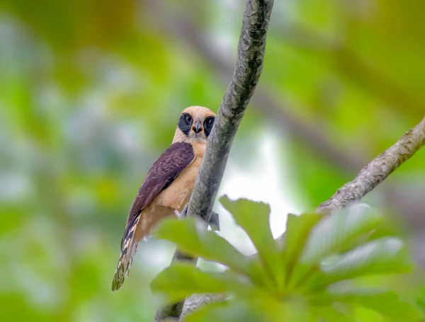 在危地马拉，笑猎鹰栖息在一棵树上 — 图库照片