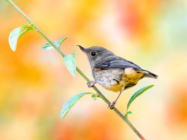 Kanel Bellied Flowerpiercer sitter på en gren — Stockfoto