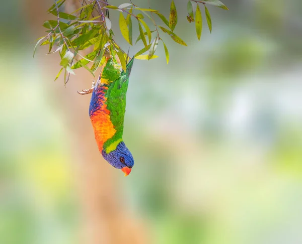 Rainbow Lorikeet hanging upside down from a branch — стоковое фото