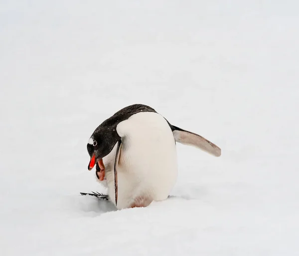 Gentoo Pinguin kratzt sich auf dem Eis — Stockfoto