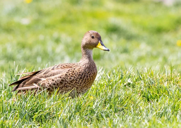 Güney Georgia Pintail çimlerin üzerinde yiyecek arıyor.