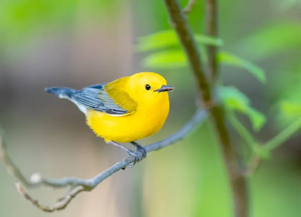 Prothonotary warbler perched on a branch — Stock Photo, Image