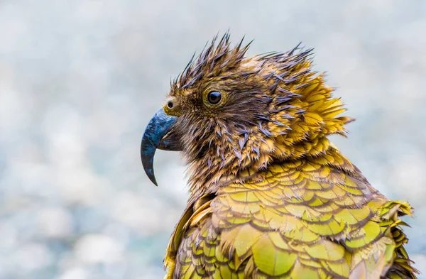 Loro alpino Kea en el suelo bajo la lluvia — Foto de Stock