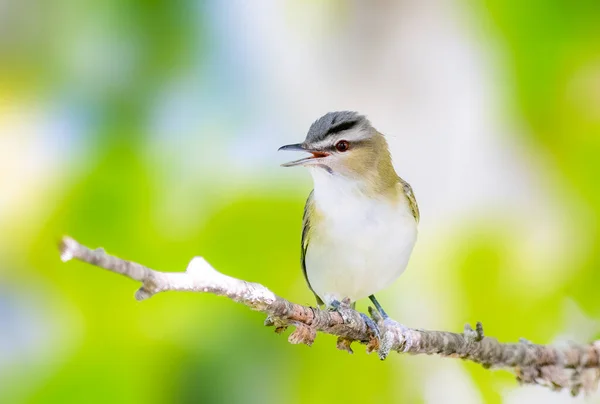 Red Eyed Vireo appollaiato su un bastone morto — Foto Stock