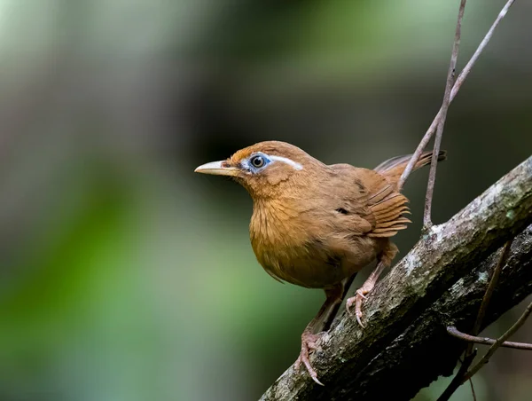 Kinesiska Hwamei i skogarna på Hawaii — Stockfoto