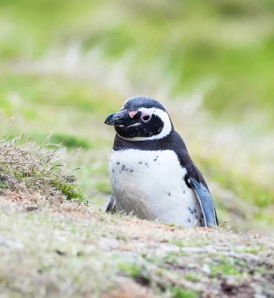 Pingüino megellánico sentado en su nido en Malvinas — Foto de Stock