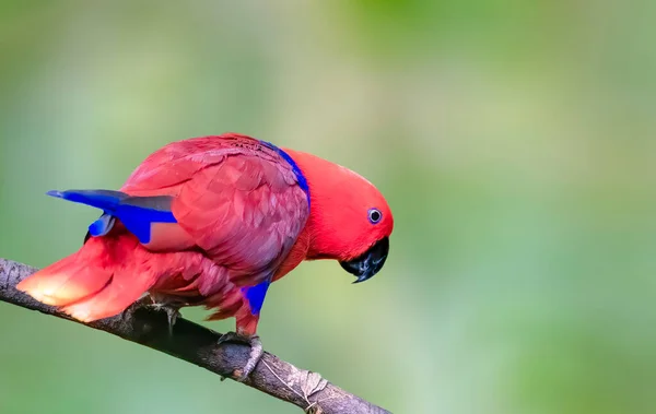 Electus papagáj ült egy fatörzsön — Stock Fotó