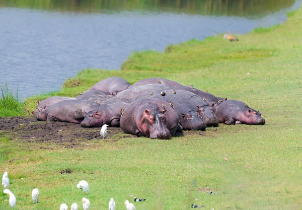Hippos soler sig i solen på bredden en flod - Stock-foto