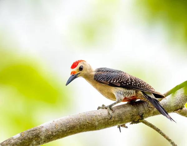 Yucatan Ağaçkakanı Yucatan Yarımadası 'ndaki bir dala tünedi. — Stok fotoğraf