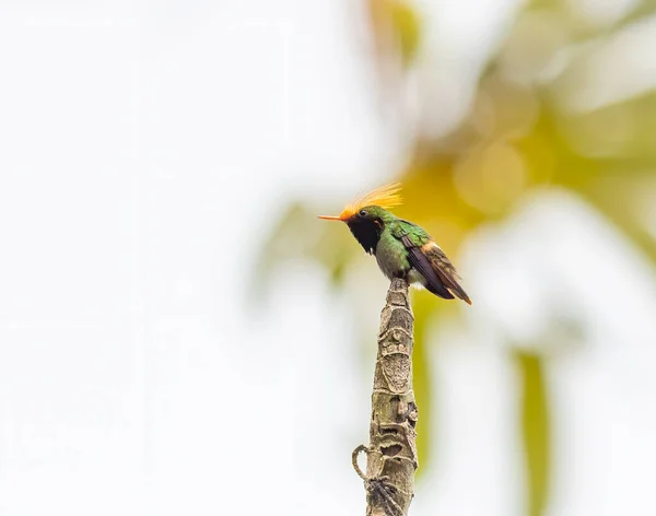 Rufous Crested Coquette perched on a tree stump — Stock Photo, Image