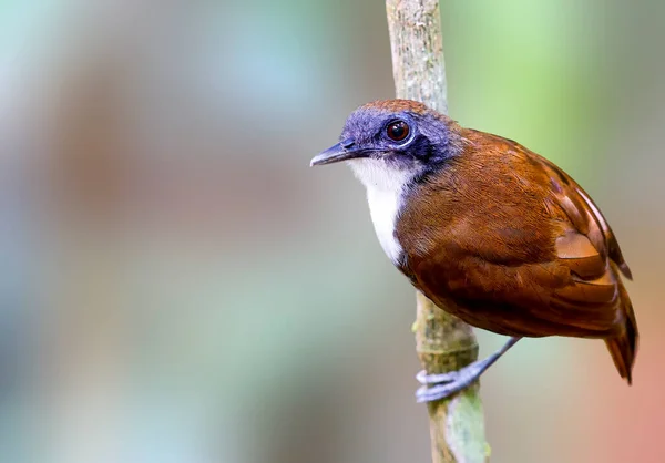 Bi-färgad myrfågel uppe på ett träd i Panama — Stockfoto