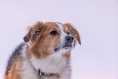 Groot adında bir köpek Michigan 'da karda oynuyor.