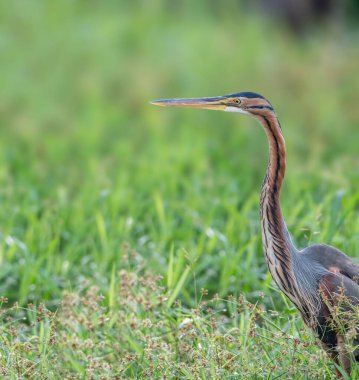 Afrika bataklığında yemek arayan mor balıkçıl.