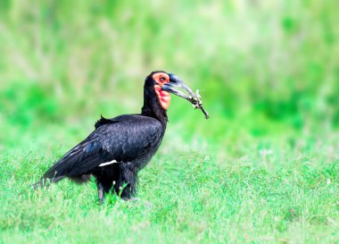 Güney Ground Hornbill, sadece Afrika 'da bulunan iki kara boynuzu türünden biridir.