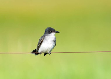 Doğu Kingbird, ABD 'nin orta batısındaki bir çite tünedi.