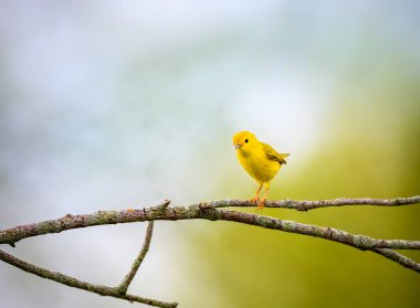 Amerikan Yellow Warbler namı diğer tweety bir ağaca tünedi.