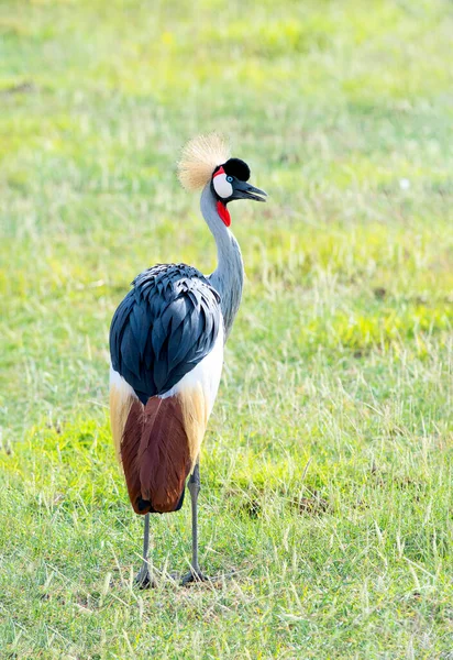 Black Crowned Crane Savannas Africa — Photo