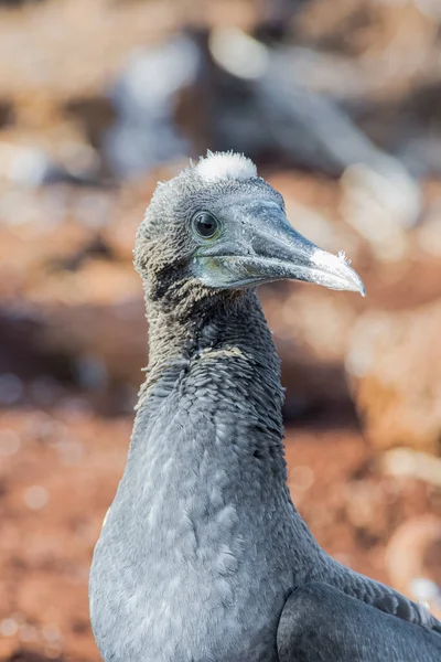 Juvenile Blue Footed Booby Galapagos Islands — Fotografia de Stock